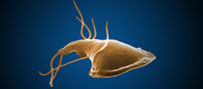 Giardia